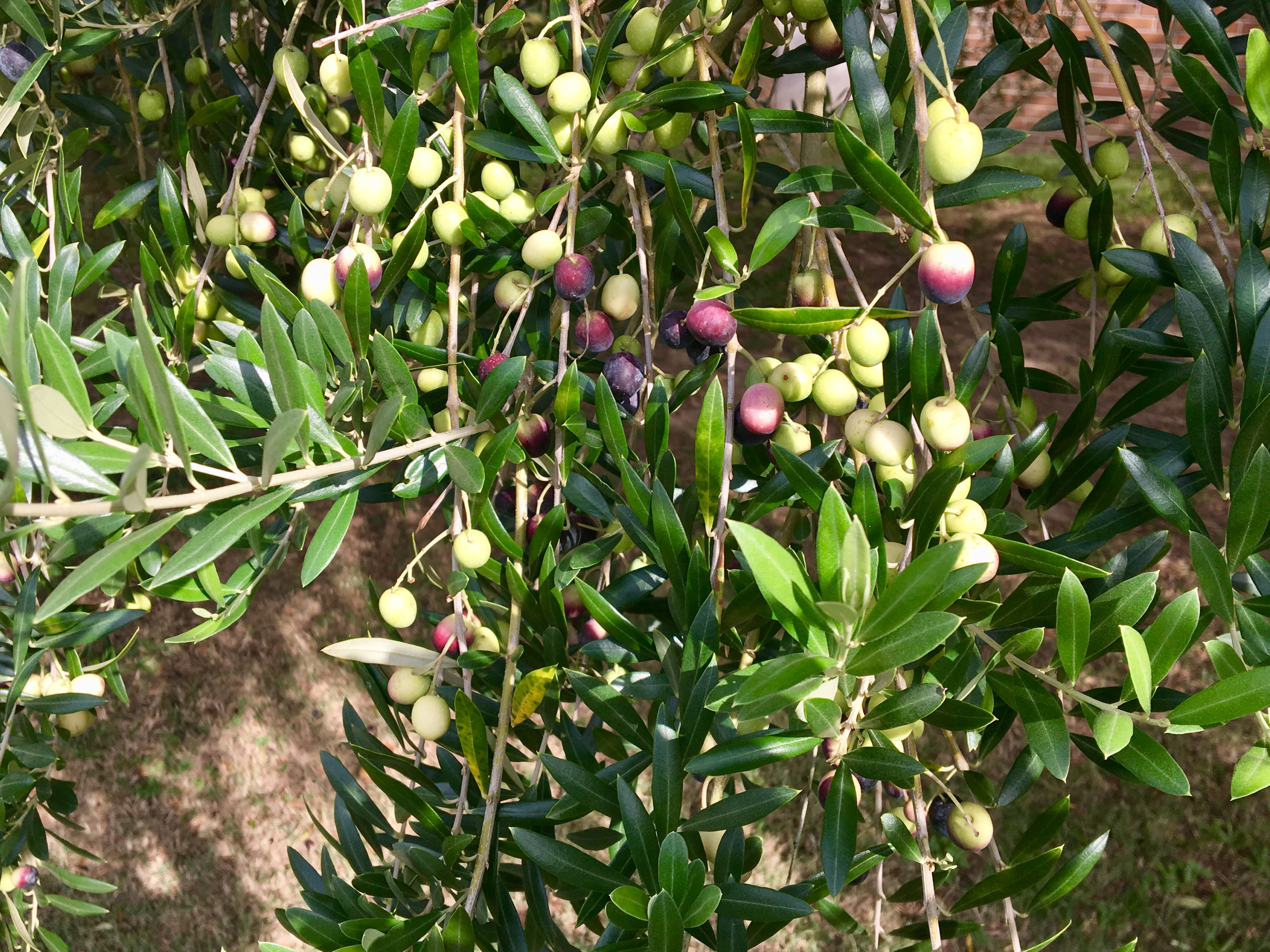 Olive trees offer gnarly, timeless beauty 